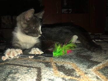 скотиш фолд шотланская вислоухая 1 месяц деврчка серый: Кошка даром: Беспородная, 2 месяца, Мальчик, Приучена к лотку, Проглистована