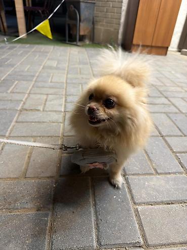 heyvan sekilleri yukle: 🐶 Satılır – Çox Şirin Dişi Pomeranian (Spitz) 🐶 2 yaşlı, dişi, çox — 7