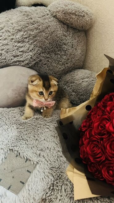 Pişiklər: Dişi — 18