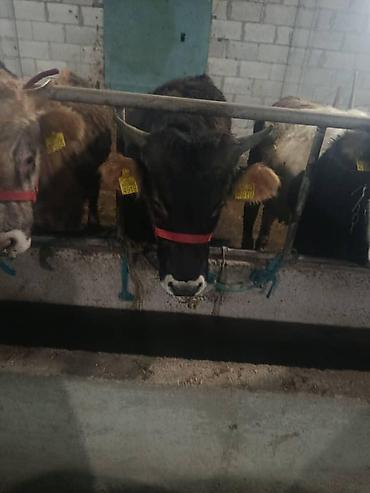 Коровы, быки: Продаю | Бык (самец) | На откорм | Привязанные — 11