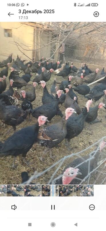 Индюки: Продаю | Индюк (самец) | Полукровка | На забой | Племенные — 1