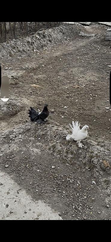 feniks quşu: 3 dene bala veren maya delfinler satılır ciddi alıcılar yazsın — 3
