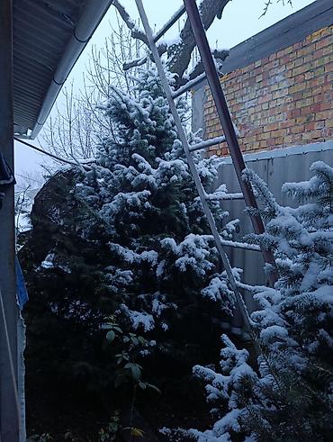 Пихта: Пихты/ели для участка - Живые хвойные деревья, выращенные на — 9