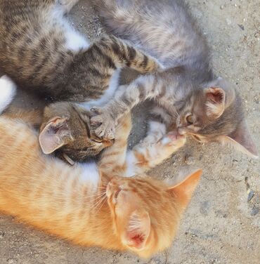 котята в добрые руки: Милейшие малыши)) Крошкам-котяткам 2,5 месяца родились 17 апреля