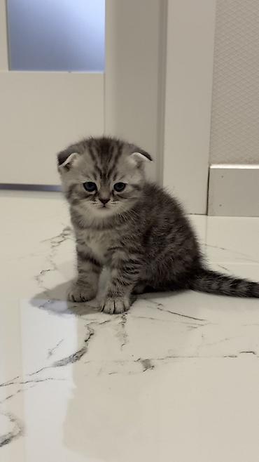 Продажа кошек: Три кошки и один кот Породистые котята серебристого окраса — 34