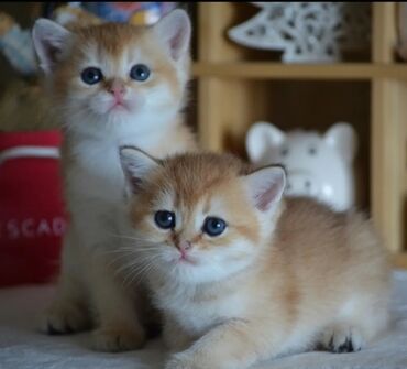 Pişiklər: Qızıl şinşilla, Erkək, Dişi, Ünvandan götürmə — 9