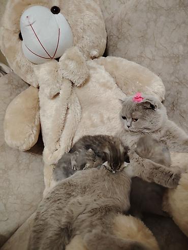 Pişiklər: Şotland -da lalafo.az — 9 Pişiklər: Şotland — 9