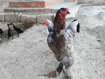 Qazlar: Tecili satilir saxlamaqa yerim yoxdu wp 0509952699