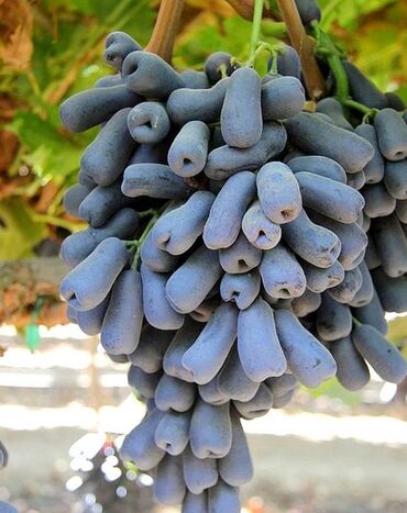 Bitki kökləri: Саженцы лучших сортов винограда в продаже. WhatsApp Сорта: -------