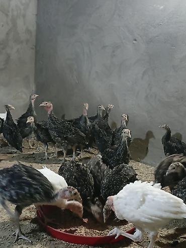 qus bazari: Hinduşkalar satılır 18 m. 38 günlük əlaqə nömrəsi 077-404-55-01 — 2