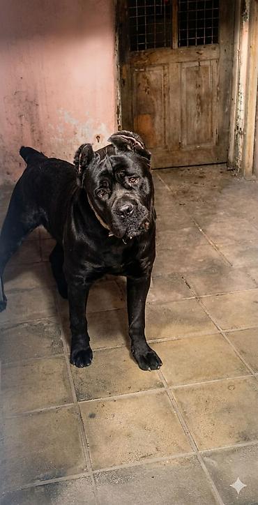 cane corso yavru: Kane-Korso, 1 il, Erkək, Sənədli — 5
