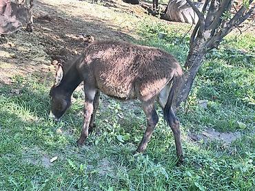 Домашние ослы (семейная пара: взрослая особь и молодой ослёнок) at lalafo.kg Домашние ослы (семейная пара: взрослая особь и молодой ослёнок)