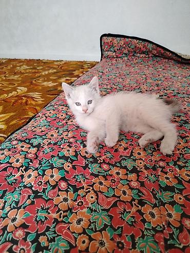 Отдам даром кошку: Котята домашние, короткошёрстные. Описание: - Возраст на фото — — 3