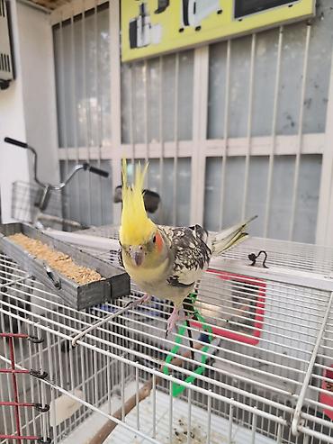 qus qəfəs: (Corella) papağanı və qəfəs dəsti - Növ: Corella daraqlı başlı — 2