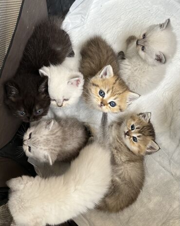 pişim: Şinşilla, Dişi, Erkək, Yaxşı əllərə, Ödənişli çatdırılma