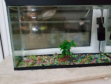 akvarium balıqları: Salam satilir hərşey daxil cəmi 30 azn — 7