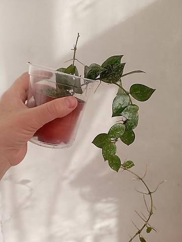 Хойи: Хойи в продаже! Номер по фото, названия и цены указаны: #1 — 18