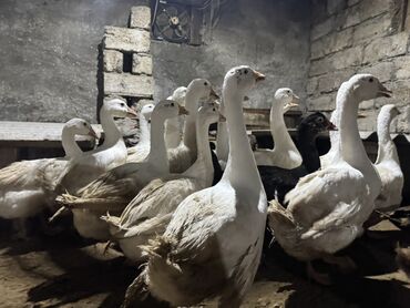 Qazlar: Qaz Sürüsü Satılır. 22 Dənədir. Tək-Təkdə Satmaq Mümkündür. Ünvan Qala — 6