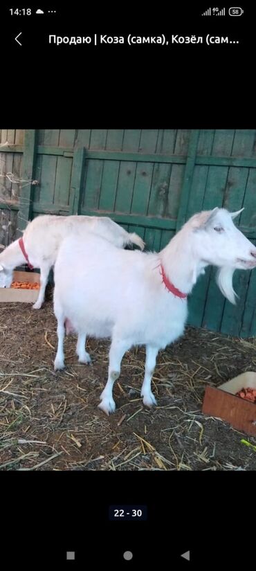 Козы, козлы: Продаю | Козёл (самец) | Зааненская | Для разведения | Племенные — 15