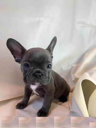 Άλλα: Beautiful French bulldog Puppies available for free adoption male