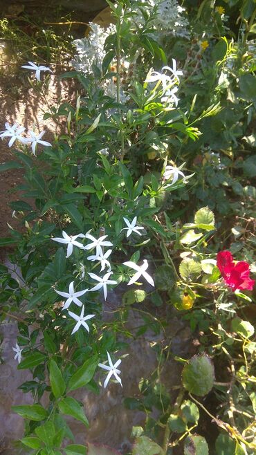 Toxumlar: Həyət gülleri. 90növ çesid var! — 18