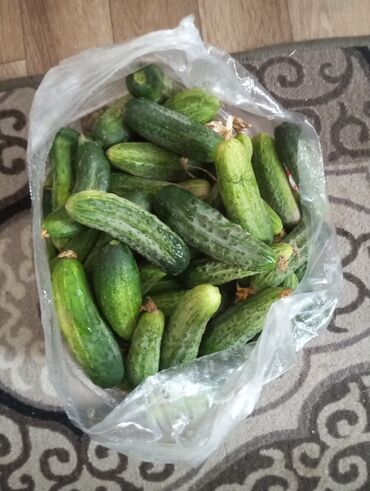 куплю продам мед: Бадыраңдар Чекене