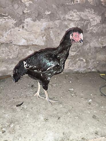 Digər quşlar: Heyvanlar merdekandadi. fikri ciddi olanlara etrafli melumat -da lalafo.az — 14 Digər quşlar: Heyvanlar merdekandadi. fikri ciddi olanlara etrafli melumat — 14