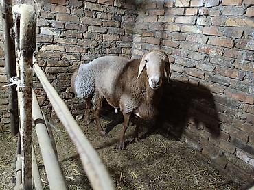 Продам с/х животных: Продаю | Баран (самец) | Для разведения — 3