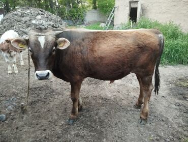 Коровы, быки: Продаю | Бык (самец) | Для разведения