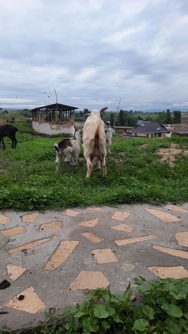 козы: Продаю | Коза (самка) | Зааненская | Для молока | Племенные