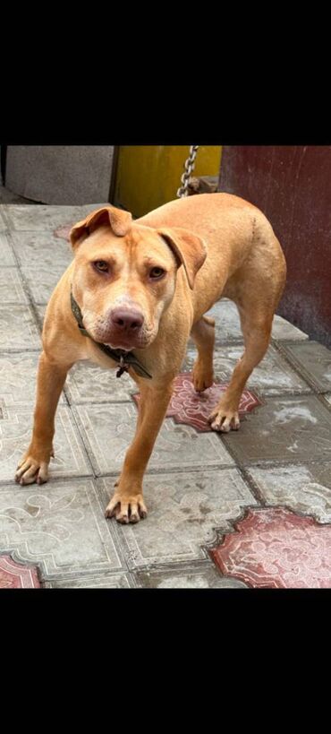 İtlər: Pitbul, 8 ay, Dişi