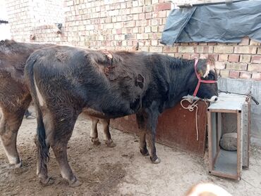 корм фарели: Сатам | Бука (эркек) | Аргын | Бордоп семиртүү үчүн | Байланган