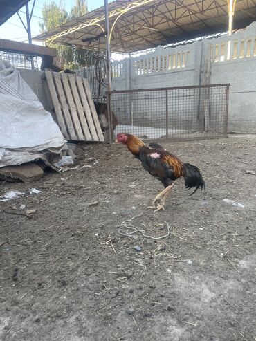 дикие птицы кыргызстана: Продается Бойцовый Петух