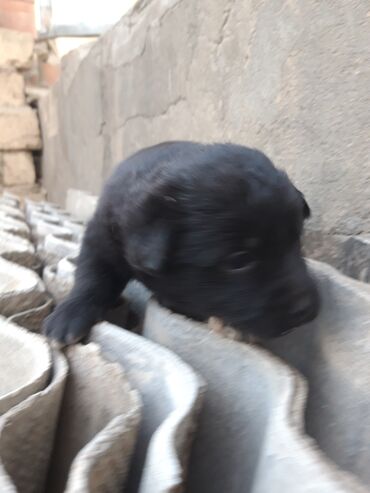 İtlər: Zvanok balaları - Rənglər: şokolad qəhvəyi, açıq qəhvəyi və qara - — 5