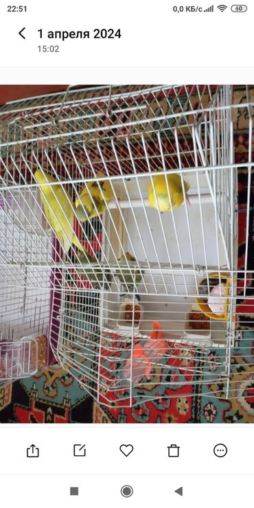 Quşlar: Волнистые попугаи домашние
10 манат 
трехмесячные