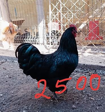 куплю курицы: Продаю | Куры, Цыплята | Брама | Для разведения — 8