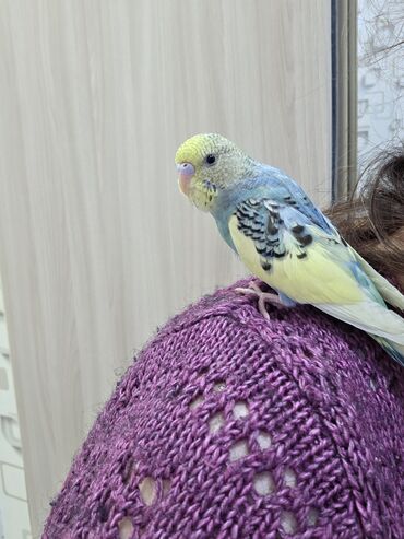 щенки в добрые руки: Tam sırf əl quşu satılır. 2 aylıq baladır. Dənə düşüb. Dişidir. Öz