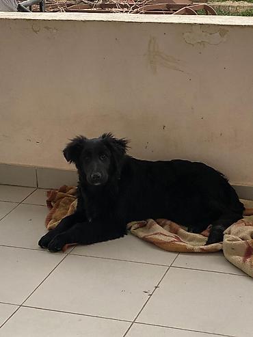 İtlər: 5 ay, Dişi — 3