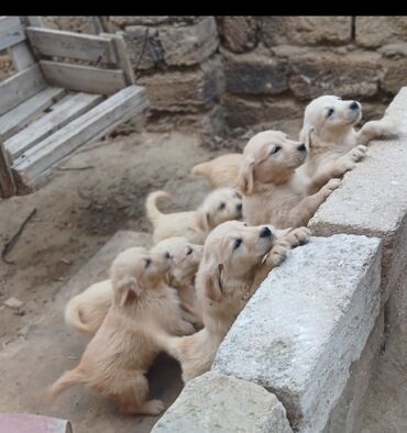 golden it cinsi: Labrador-retriver, 2 ay, Erkek, Peyvəndli, Ünvandan götürmə