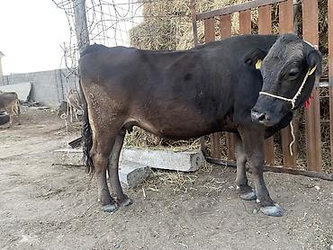 коза молоко: Продаю | Корова (самка) | Для молока — 3