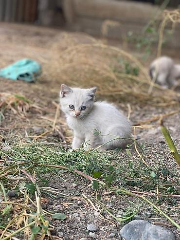 Продажа кошек: Сиамская, 2 месяца, Мальчик, Приучена к лотку — 4
