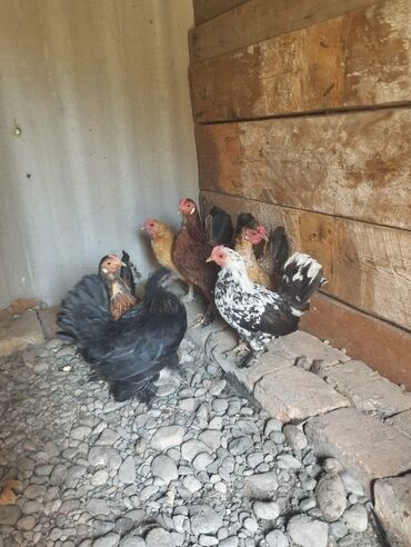 Птицы: Продаю курей карликов бентамки все курочки 7 шт. и 4 простые