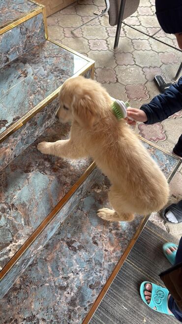 İtlər: Retriever, 6 ay, Erkek, Peyvəndli, Ünvandan götürmə