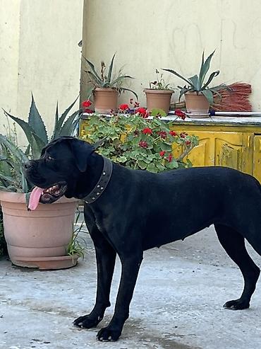 i̇t afcarka: Kane-Korso, 10 ay, Dişi, Peyvəndli, Ödənişli çatdırılma, Ünvandan götürmə — 1