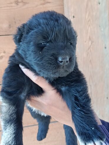 İtlər: Alabay, Peyvəndli