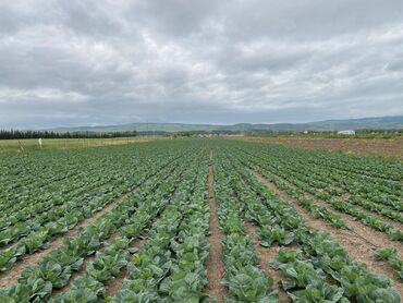 sekide obyekt satilir: Təci̇li̇ satilir !!! şabranda 5 ha, 160 sot istixana (parnik) satılır