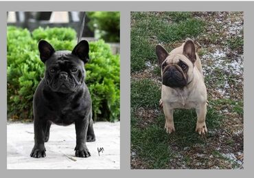 Dogs: French bulldog kennel Srcky's osnovana 1997 Fci 3759 prima