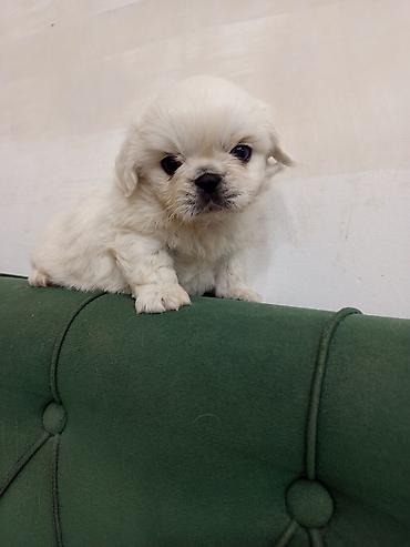 pekines satisi: Pekines — 3