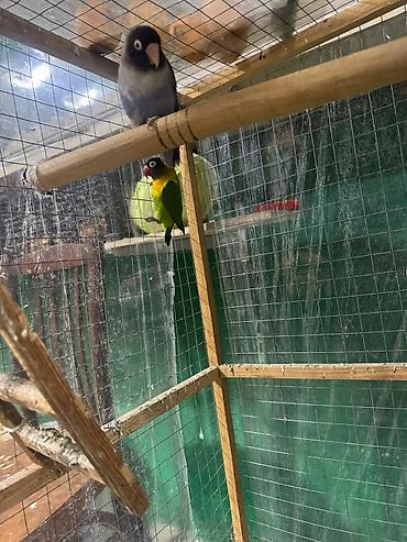 Tutuquşları: Məhsul: Sevgi quşları (Agapornis) Ünvan. 4 mkr dairəsi Təsvir: - — 8