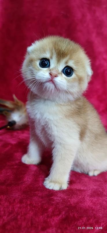 Продажа кошек: Питомник шотландских кошек предлагает к предварительному резерву at lalafo.kg — 7 Продажа кошек: Питомник шотландских кошек предлагает к предварительному резерву — 7